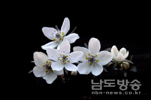 사진설명=다도해상국립공원 여수사무소가 제공한 여수 금오산 향일암 인근에 핀 변산바람꽃.