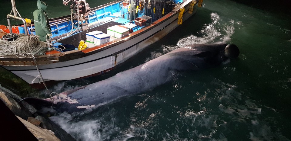 어선에 혼획된 브라이드 고래.