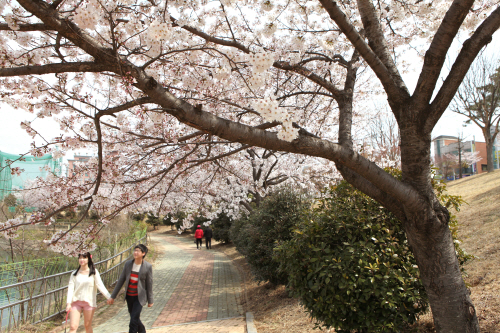 벚꽃 만개한 여수 성산공원.
