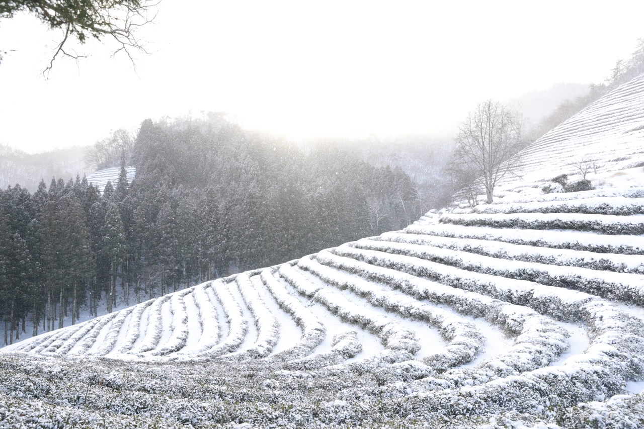 새하얀 눈으로 덮인 보성 녹차밭 설경.