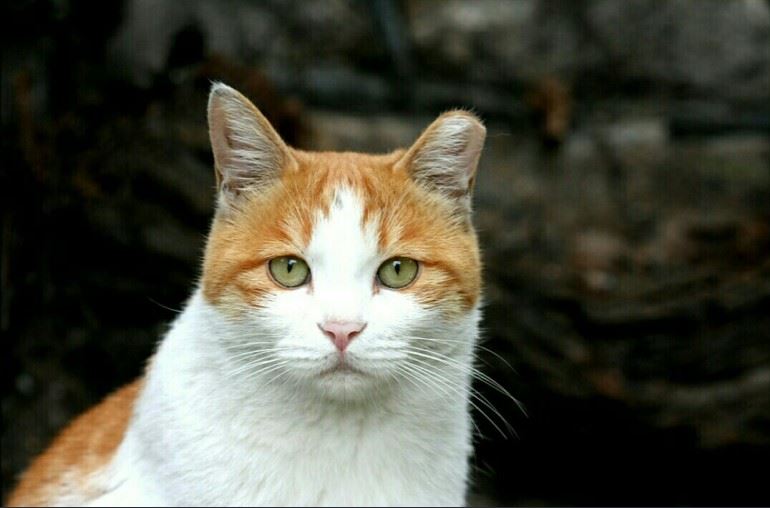 왼쪽 귀 끝을 0.9cm 가량 제거한 중성화된 고양이의 모습.