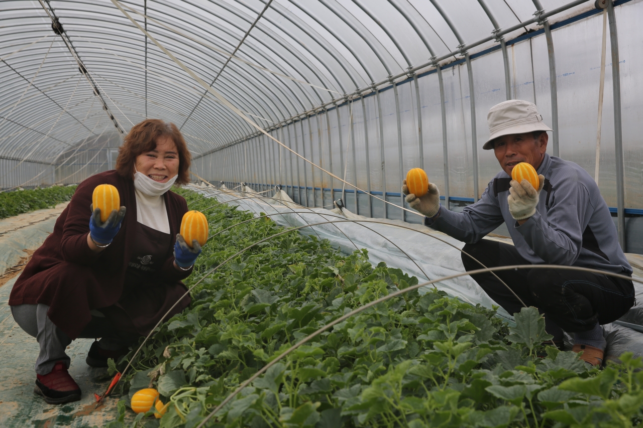 1991년 왕곡에서 참외를 최초 재배한 김상식 씨(66)와 부인 곽정숙 씨(64)가 참외를 수확하며 포즈를 취하고 있다.
