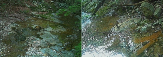 다도해해상국립공원 팔영산 지구에 살고 있는 담비(왼쪽)와 삵. [다도해 해상국립공원사무소 제공]