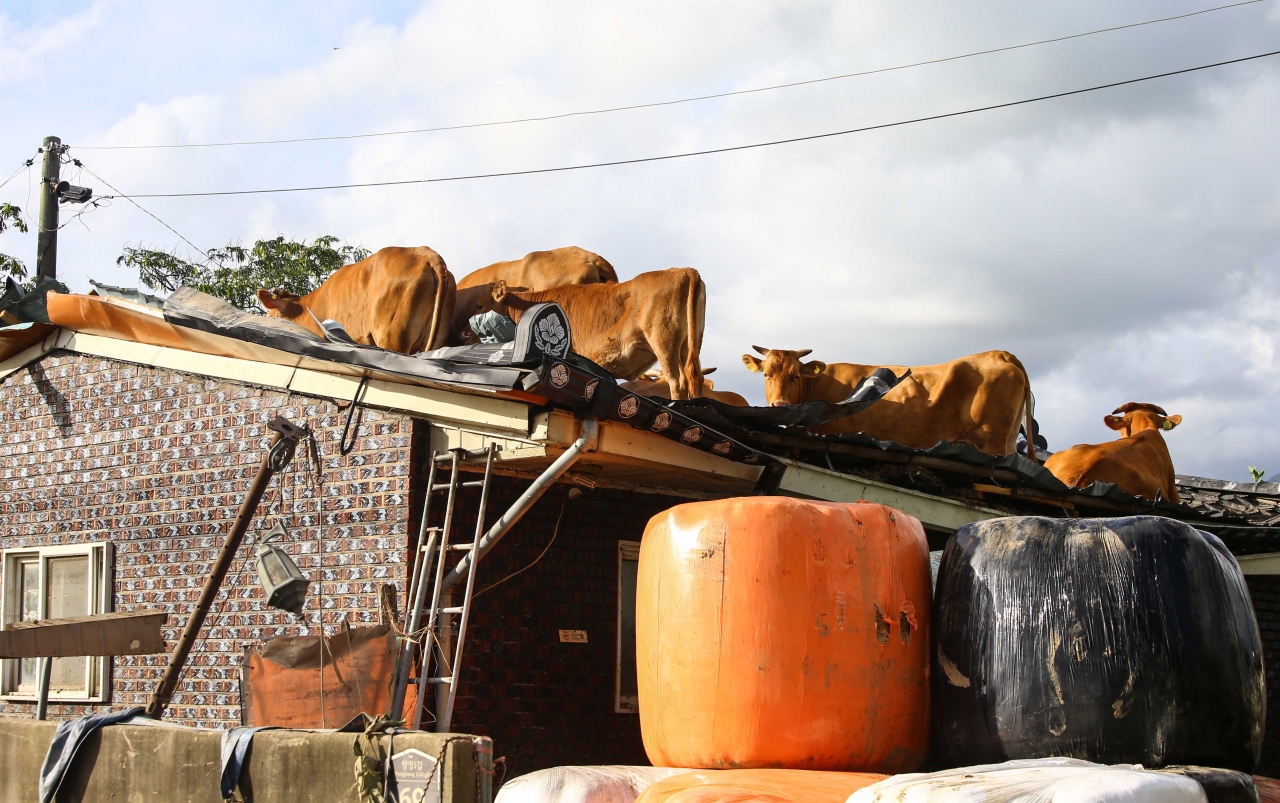 지난 8월 집중호우 당시 구례군 구례읍 양정마을 풍경. 지붕위로 피신한 소들.