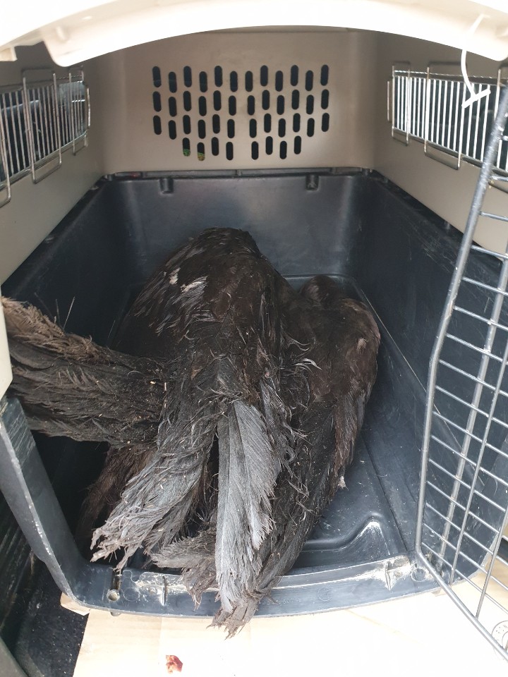 순천소방서 지난달 28일 오전 11시 50분경 순천시 승주읍 파출소 인근에서 탈진 상태로 발견된 독수리 1마리를 구조했다.