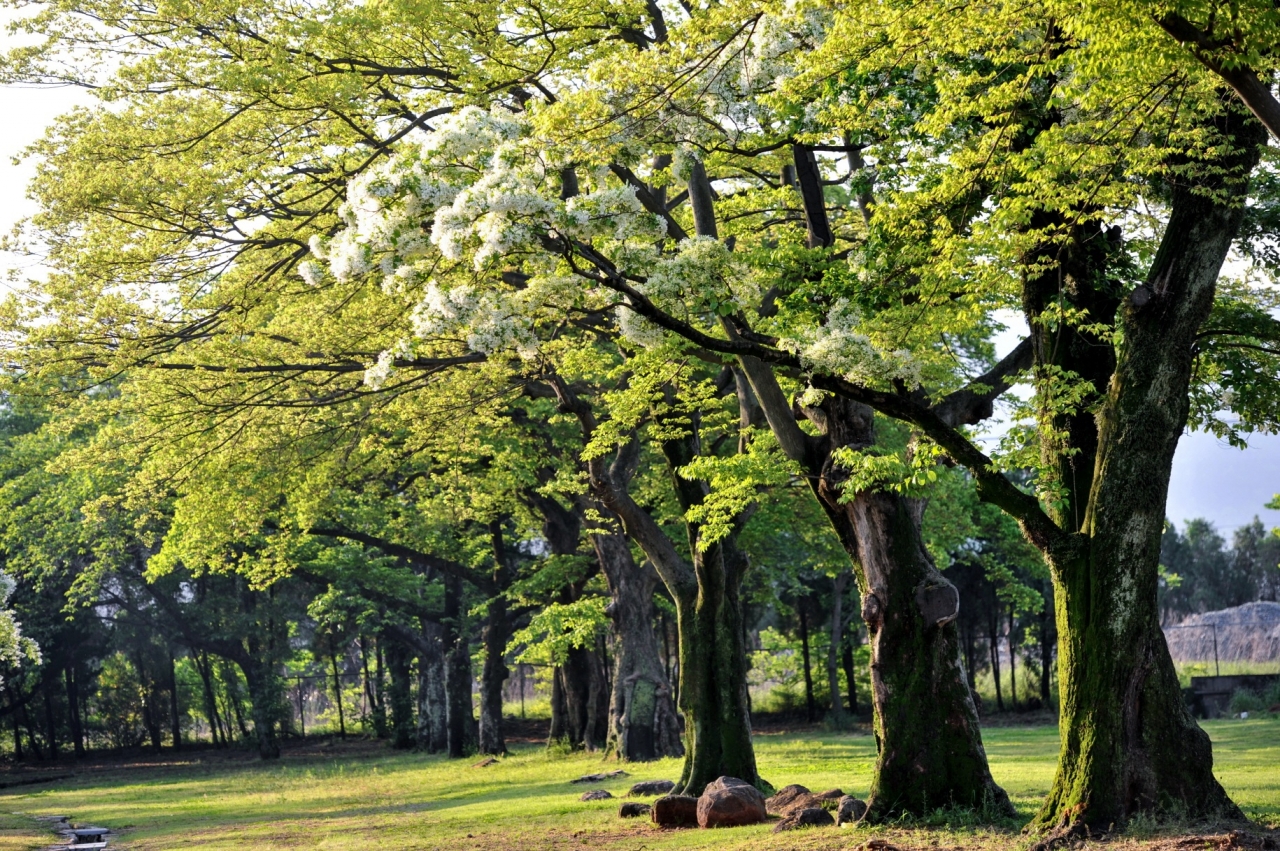 광양 유당공원 이팝나무.