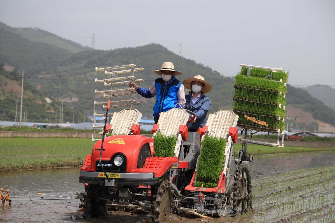 광양에서 유기농 쌀 재배단지 첫 모내기 행사가 25일 오전 진상면 금이리 유기농 쌀 재배단지에서 열렸다.