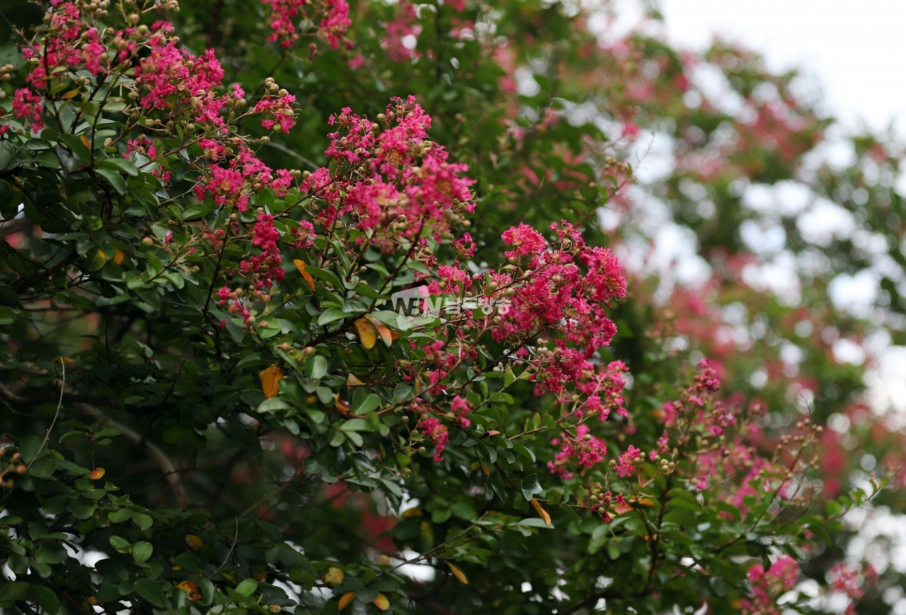 담양 명옥헌에 베롱나무꽃이 만발하고 있다.
