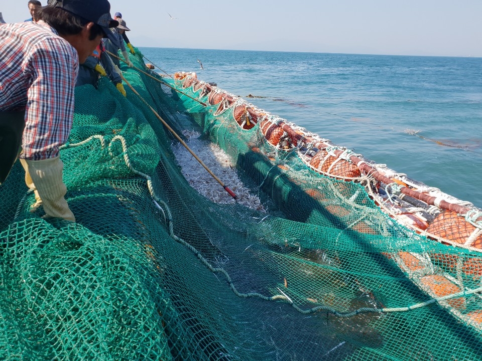 정치망 어업 장면. 정치망 어업 특성상 포획 금지 어종을 제외한 채 조업을 할 수 없는데도 수산당국이 무리하게 단속을 펴고 있다며 반발하고 있다.