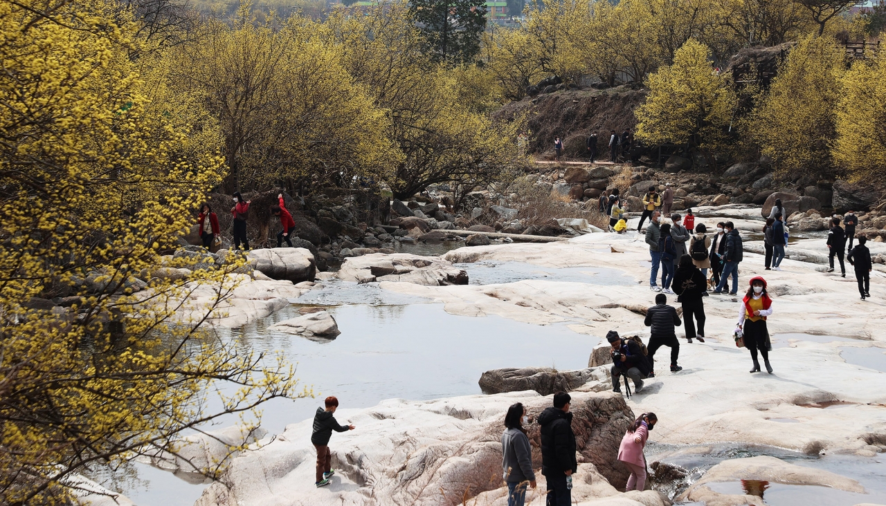 구례 반곡마을 산수유 군락지 (사진 구례군청 제공)