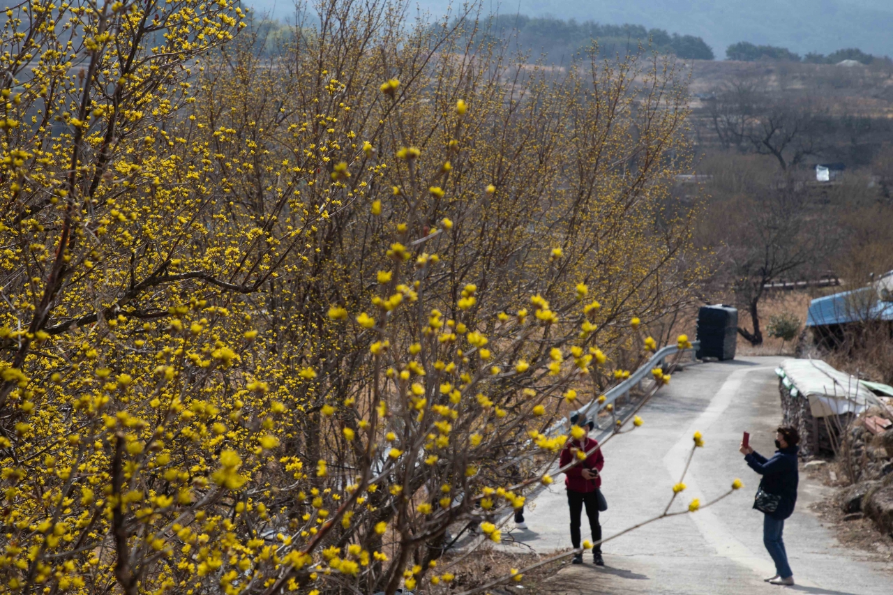 구례군 산동면 일대 산수유꽃 군락지에 노란 산수유꽃이 피어나기 시작했다. 이번 주말쯤 활짝 필것으로 예상된다.