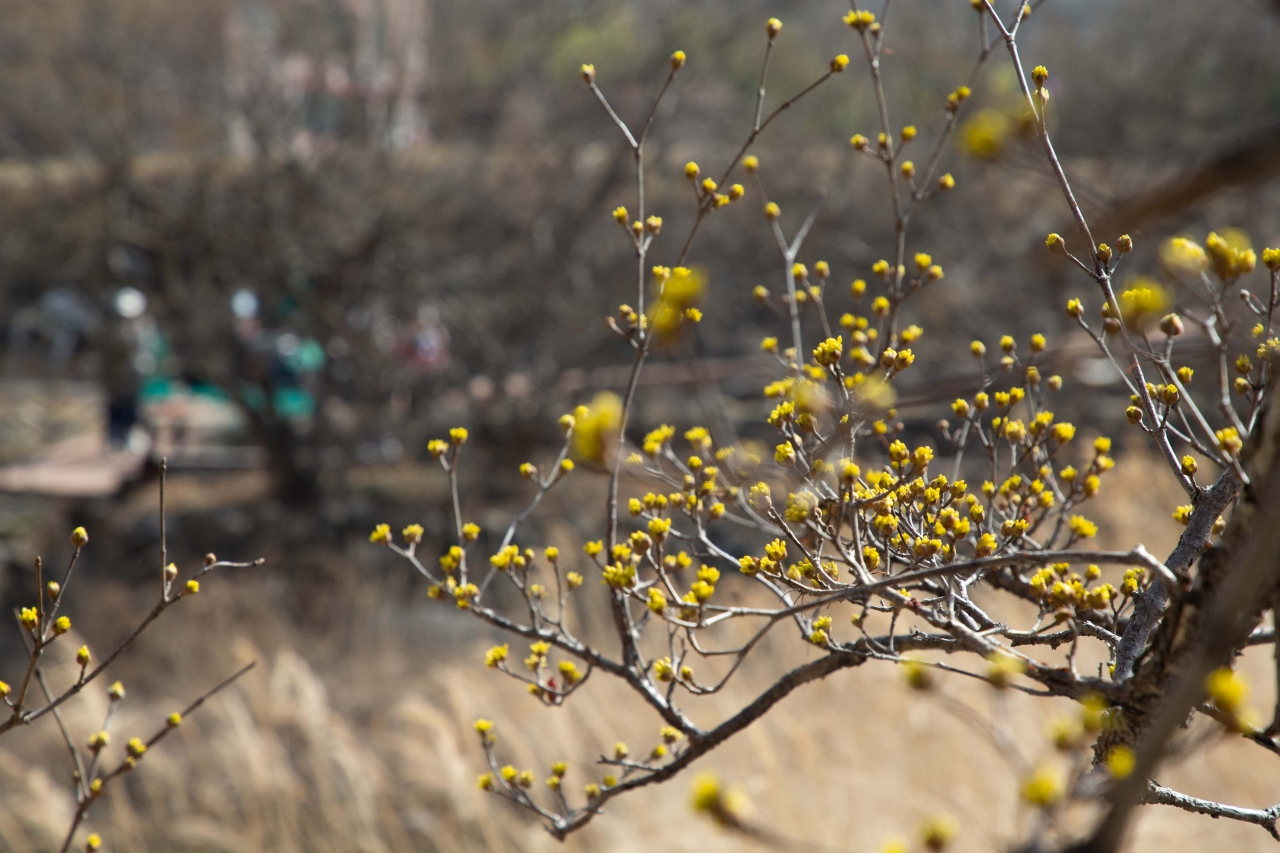 구례군 산동면 일대 산수유꽃 군락지에 노란 산수유꽃이 피어나기 시작했다. 이번 주말쯤 활짝 필것으로 예상된다.