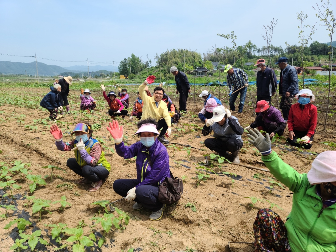보성군 미력면 샘골마을에서 '보성600' 사업으로 마을 주민들이 해바라기 꽃밭을 조성하고 있다. (사진 보성군청 제공)