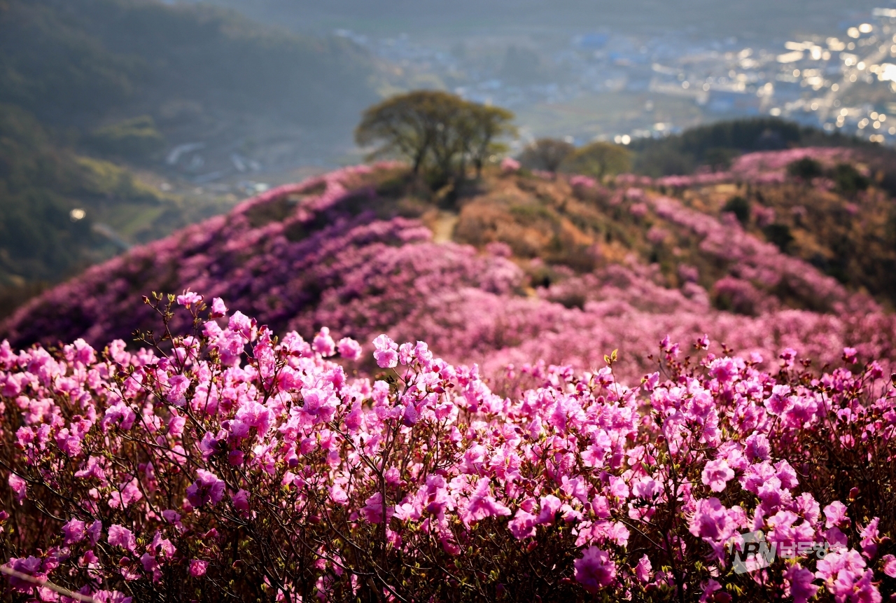 국내 최대 진달래 군락지인 영취산에 진달래꽃이 만개했다.
