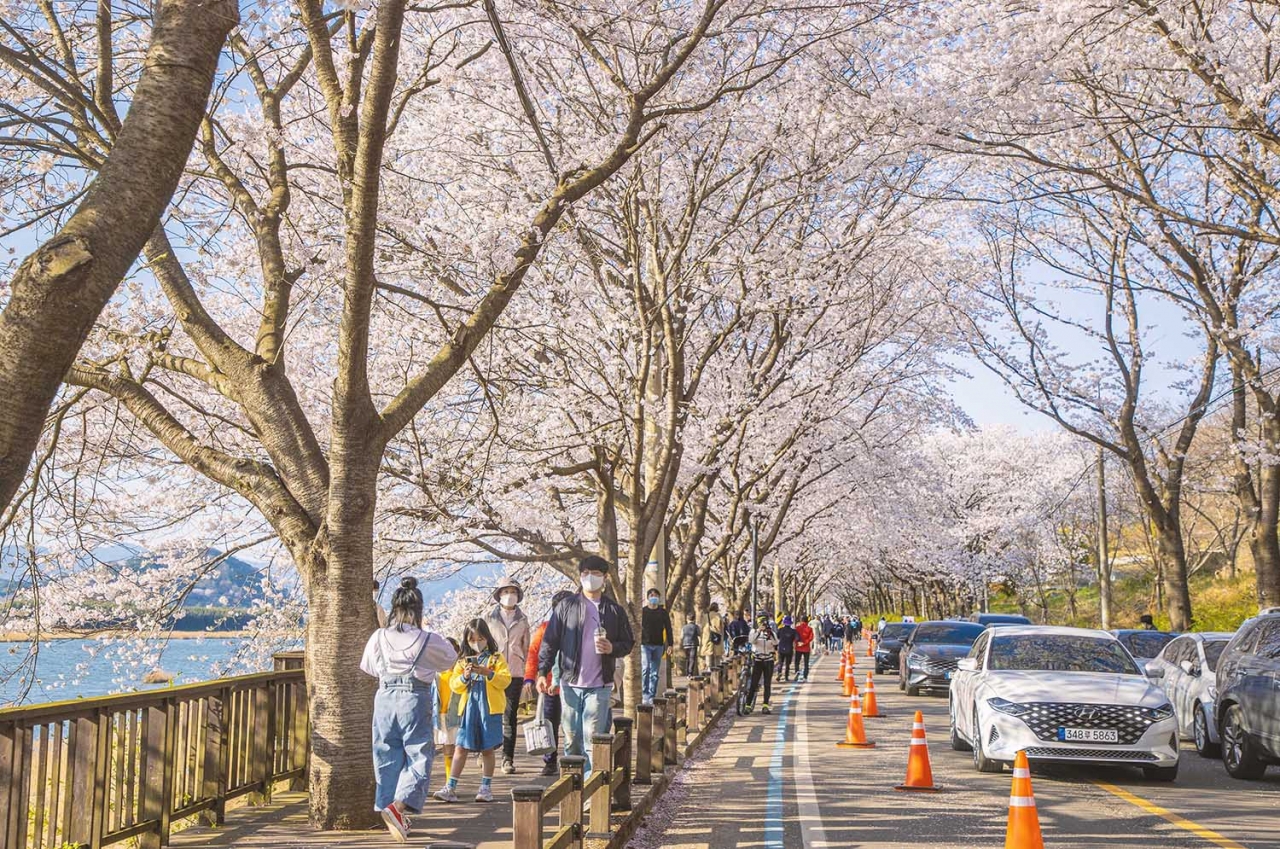 4월 첫째주말 맑고 포근한 가운데 전남 구례 섬진강 벚꽃길을 찿아온 상춘객들이 벚꽃터널에서 만개한 벚꽃을 구경하며 봄을 만끽하고 있다.