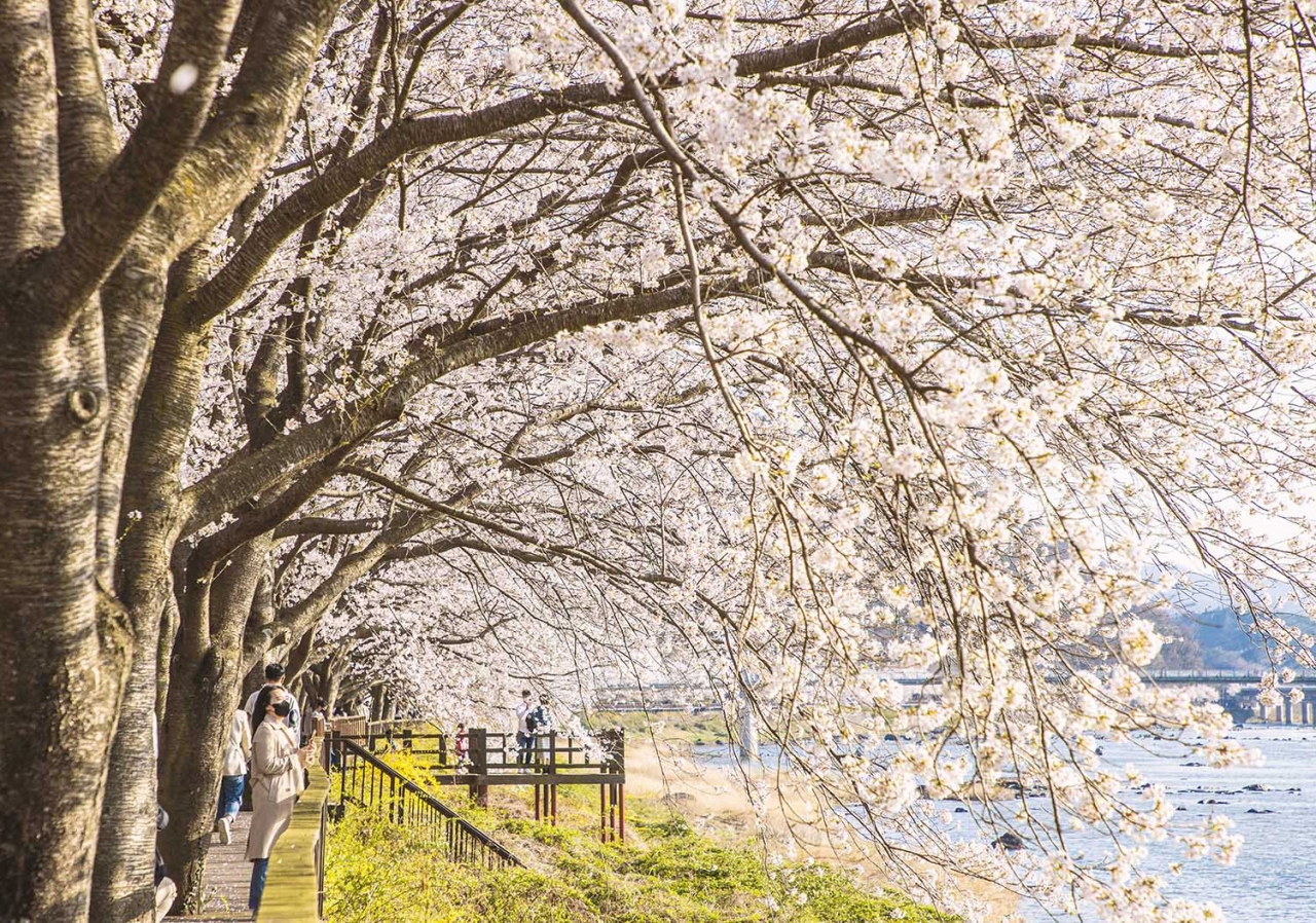 4월 첫째주말 맑고 포근한 가운데 전남 구례 섬진강 벚꽃길을 찿아온 상춘객들이 벚꽃터널에서 만개한 벚꽃을 구경하며 봄을 만끽하고 있다.