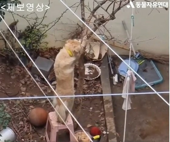동물자유연대는 순천의 한 주택에서 대형견인 골든리트리버 한 마리가 마당 감나무에 묶인 채 플라스틱 의자 위에 올라 두발로 위태롭게 서있는 학대 영상을 13일 공개했다.