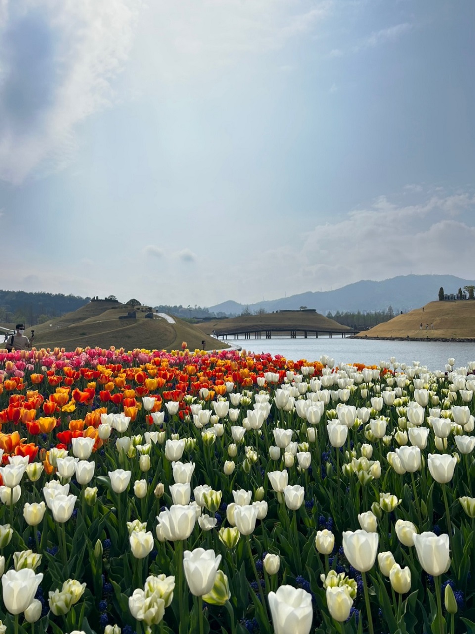 순천만국가정원에 튤립, 유채, 철쭉 등 봄꽃이 만개해 아름다운 경관을 연출하고 있다.