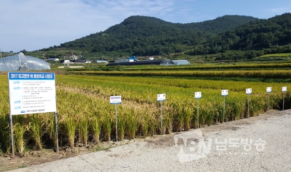 여수 유기농 쌀 ‘아버지의 마음’ 재배품종 단일화를 위해 조성된 벼 품종비교 시험포