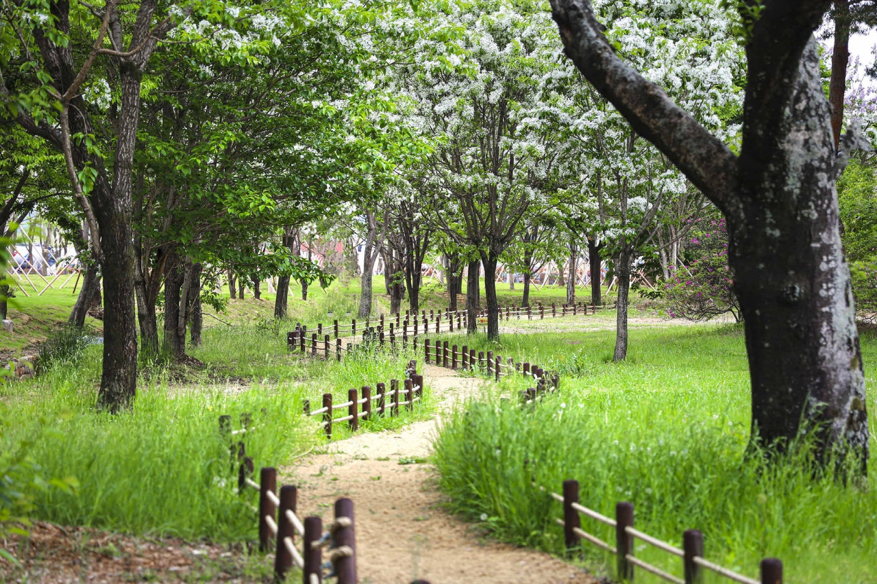 광양 원도심에 아담하게 자리 잡은 유당공원에 소복하게 핀 이팝나무가 눈길을 끌고 있다.