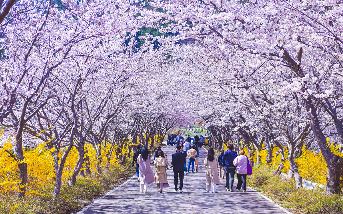 벚꽃이 만개한 여수 돌산 승월마을.