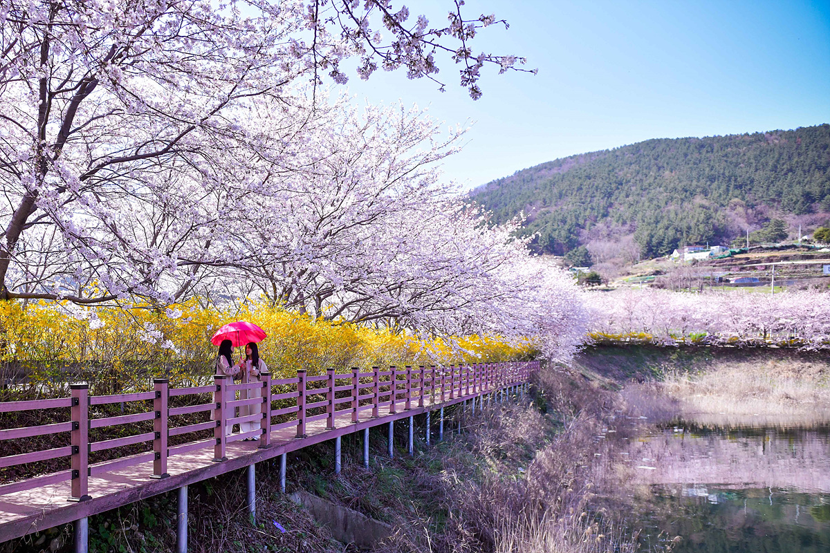 ▲벚꽃이 만개한 여수 돌산 승월마을