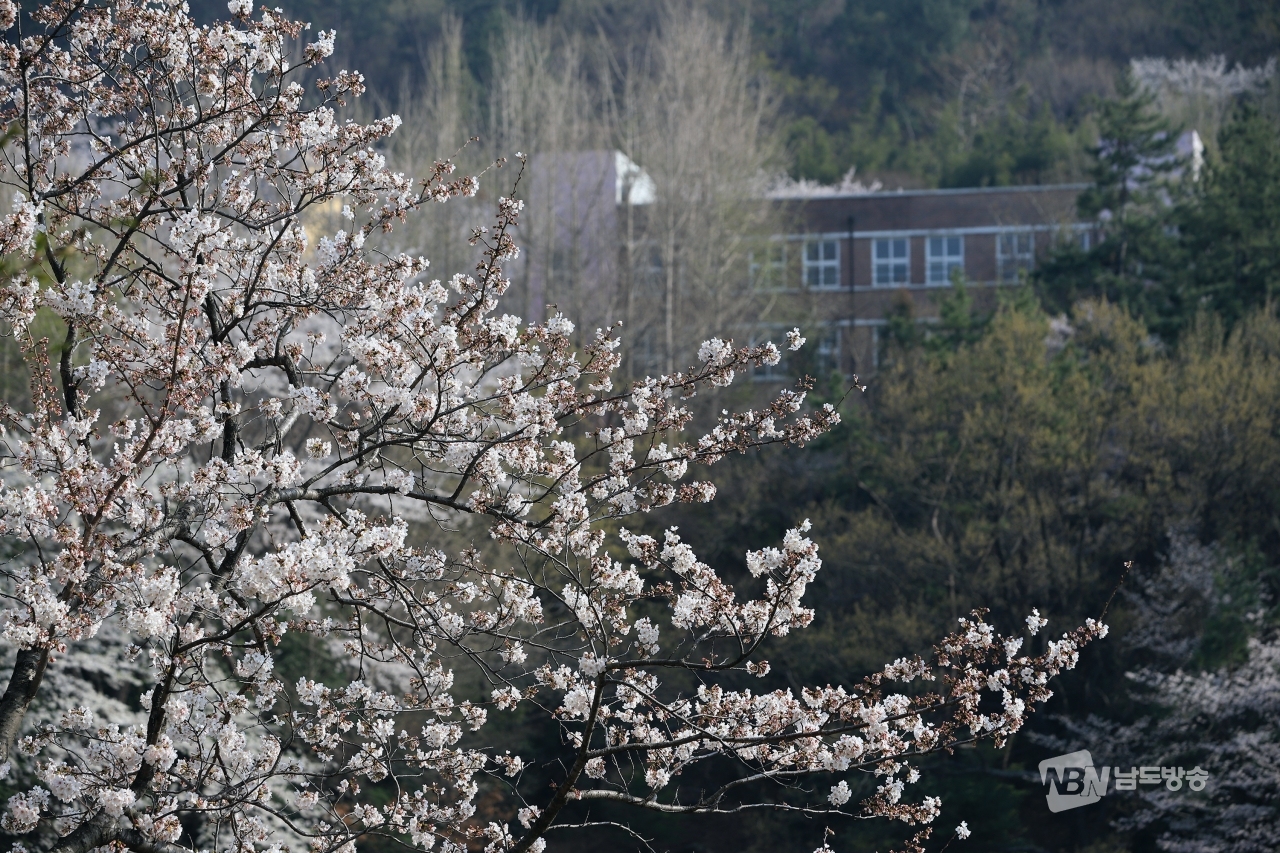 전남 여수 충민로에 벚꽃이 만개해 깊어가는 봄의 정취를 더하고 있다.