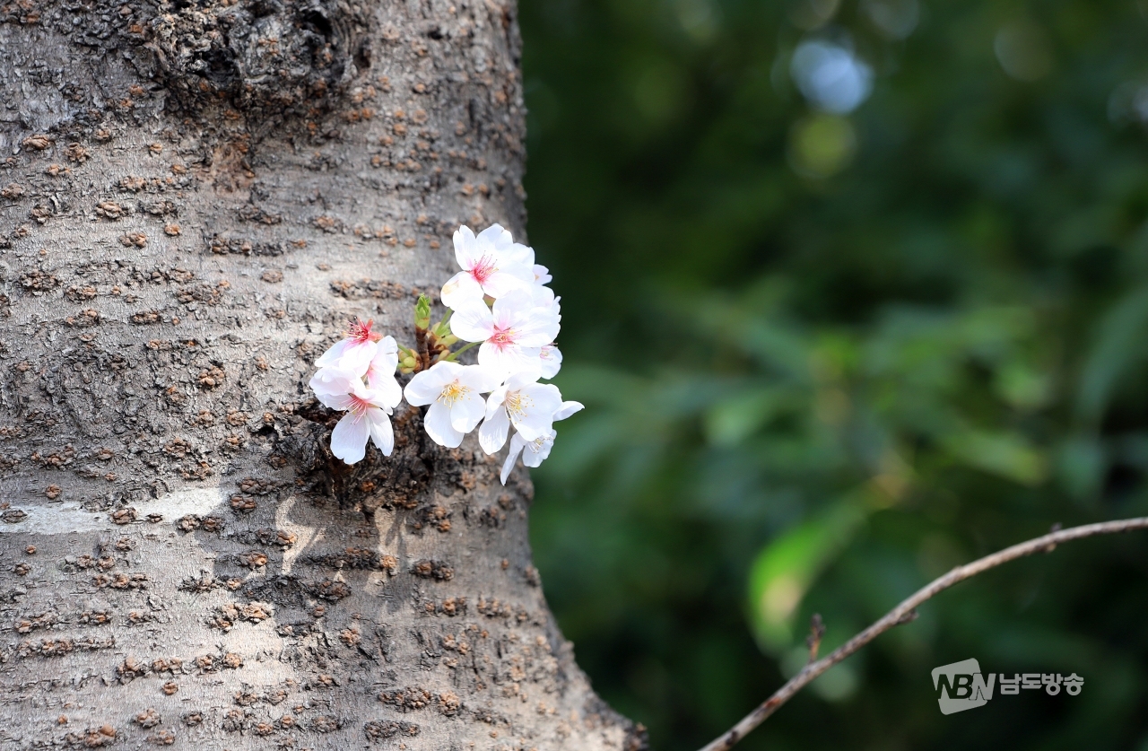 전남 여수 충민로에 벚꽃이 만개해 깊어가는 봄의 정취를 더하고 있다.