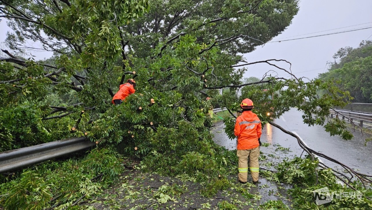 ▲10일 오전 순천소방서 대원들이 태풍으로 쓰러져 도로를 막은 나무를 정리하고 있다. (사진=순천소방서)