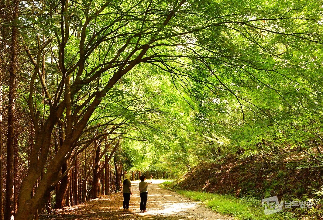 ▲전남 가을철 걷고 싶은 길- 장성 편백나무 숲길