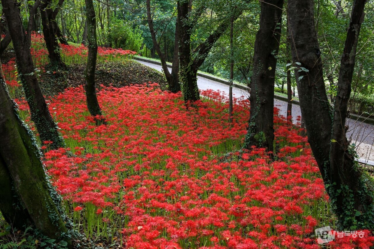 ▲광양읍 우산공원 꽃무릇 (사진=광양시)