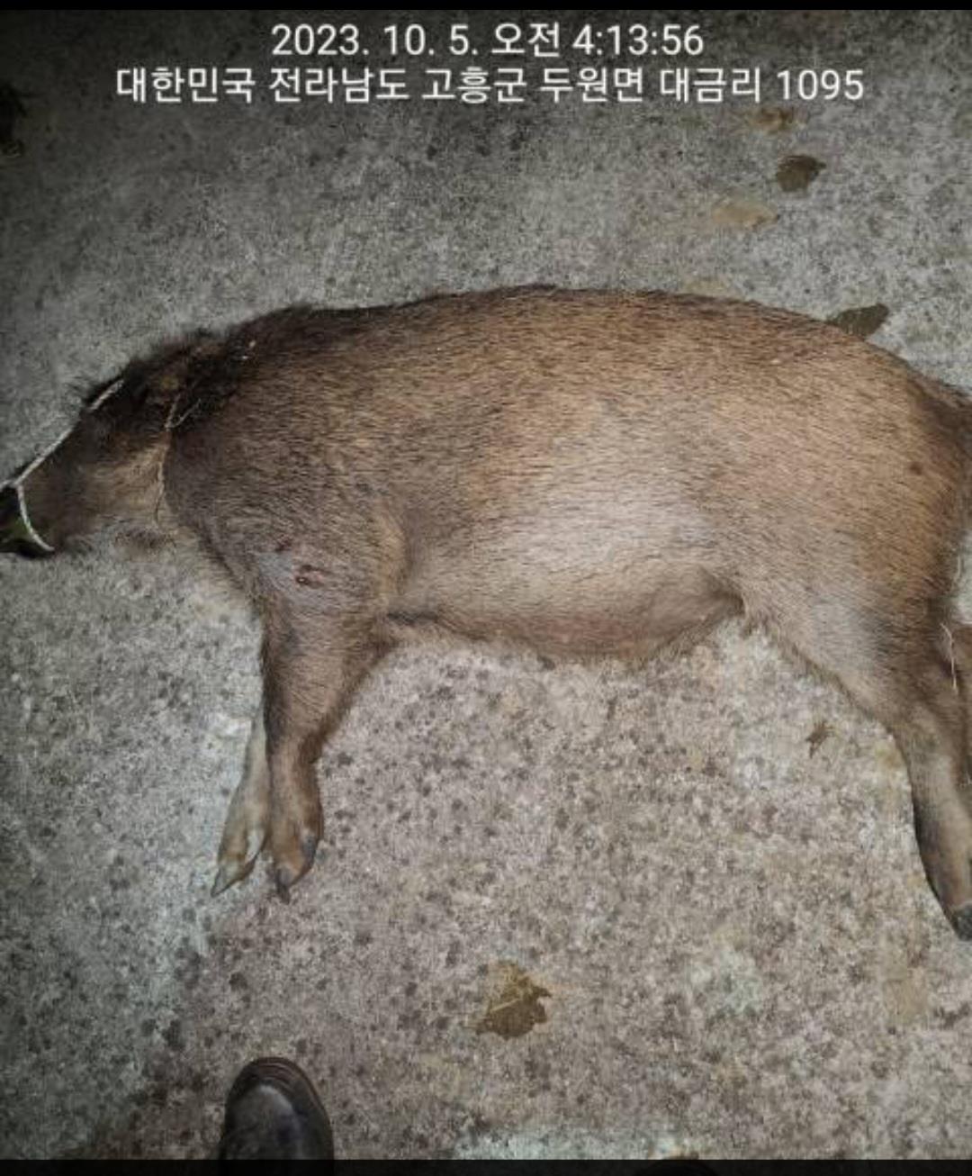 ▲유해야생동물 피해방지단에 포획된 멧돼지
