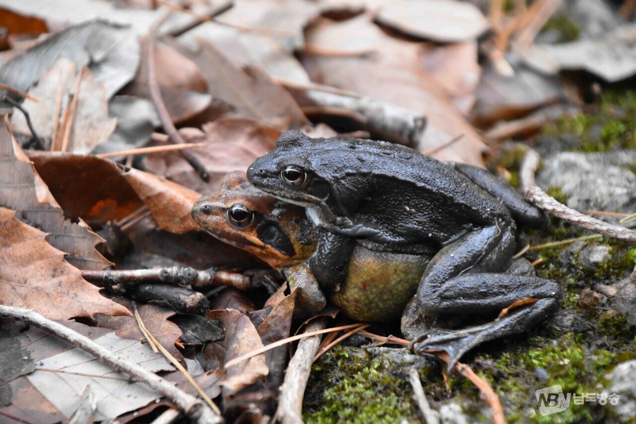 ▲큰산개구리 (사진=지리산국립공원사무소)